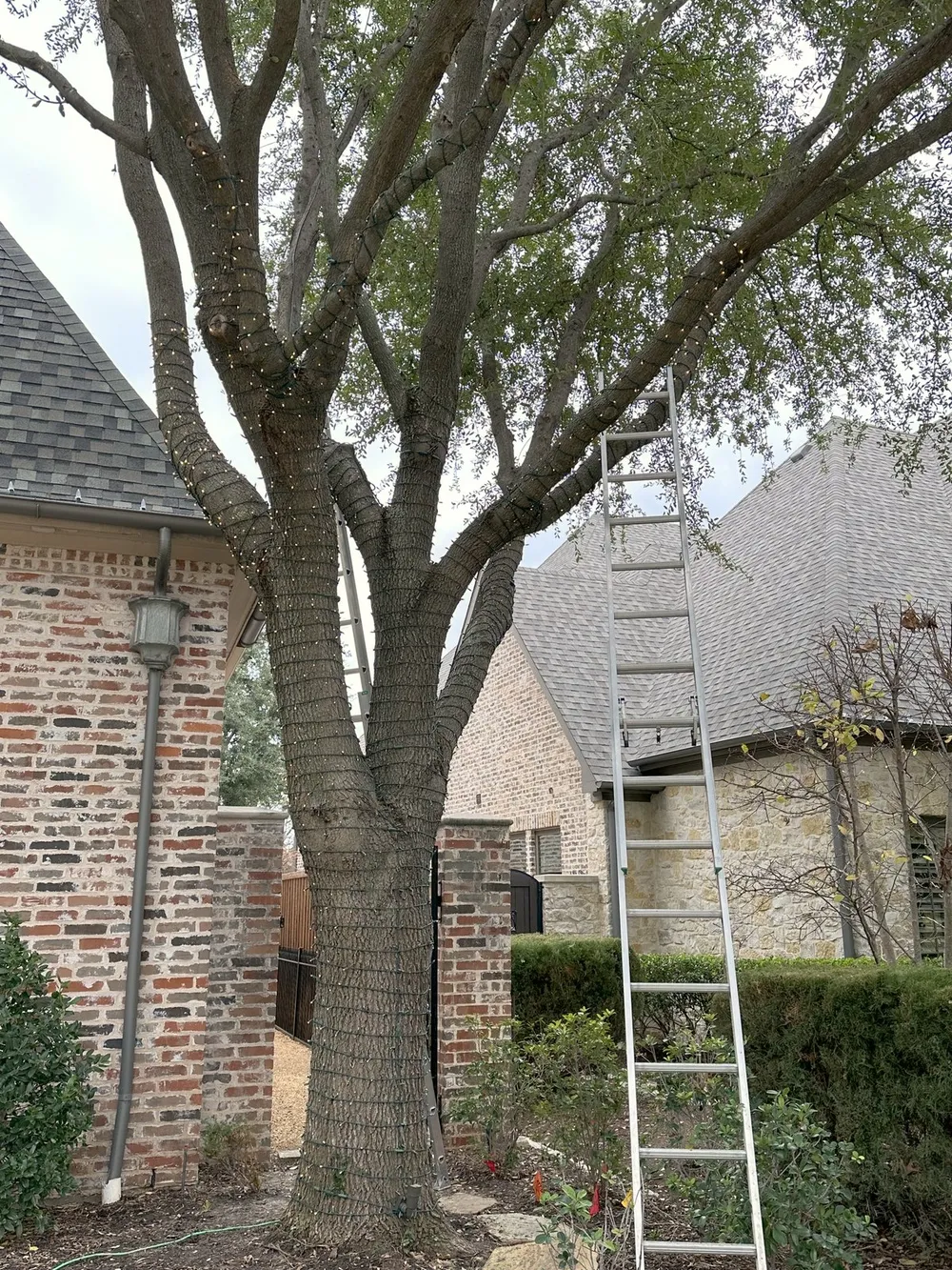 An aluminum extension ladder set and footed for tree work at a North Texas home