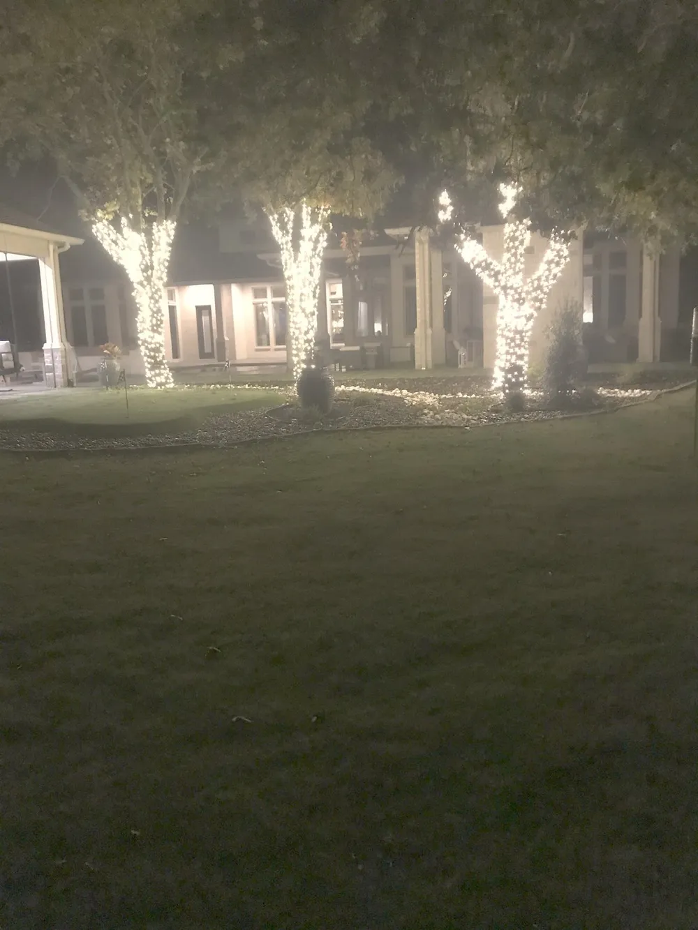 Wrapped trees lining a North Texas driveway in warm white Christmas lights