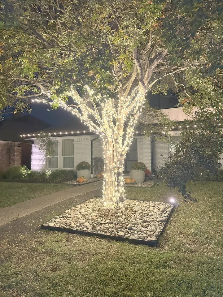 A large tree wrapped trunk to branch in warm white lights with a lit base bed at a North Texas home