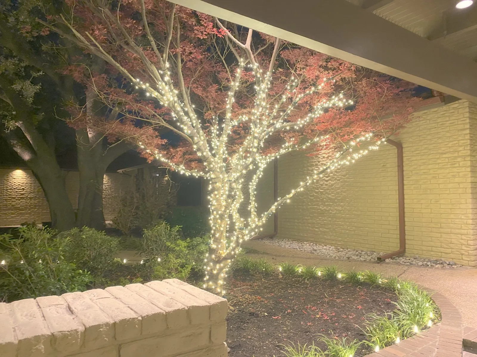 A tree wrapped in warm white lights and uplit against a wall at a North Texas property at night